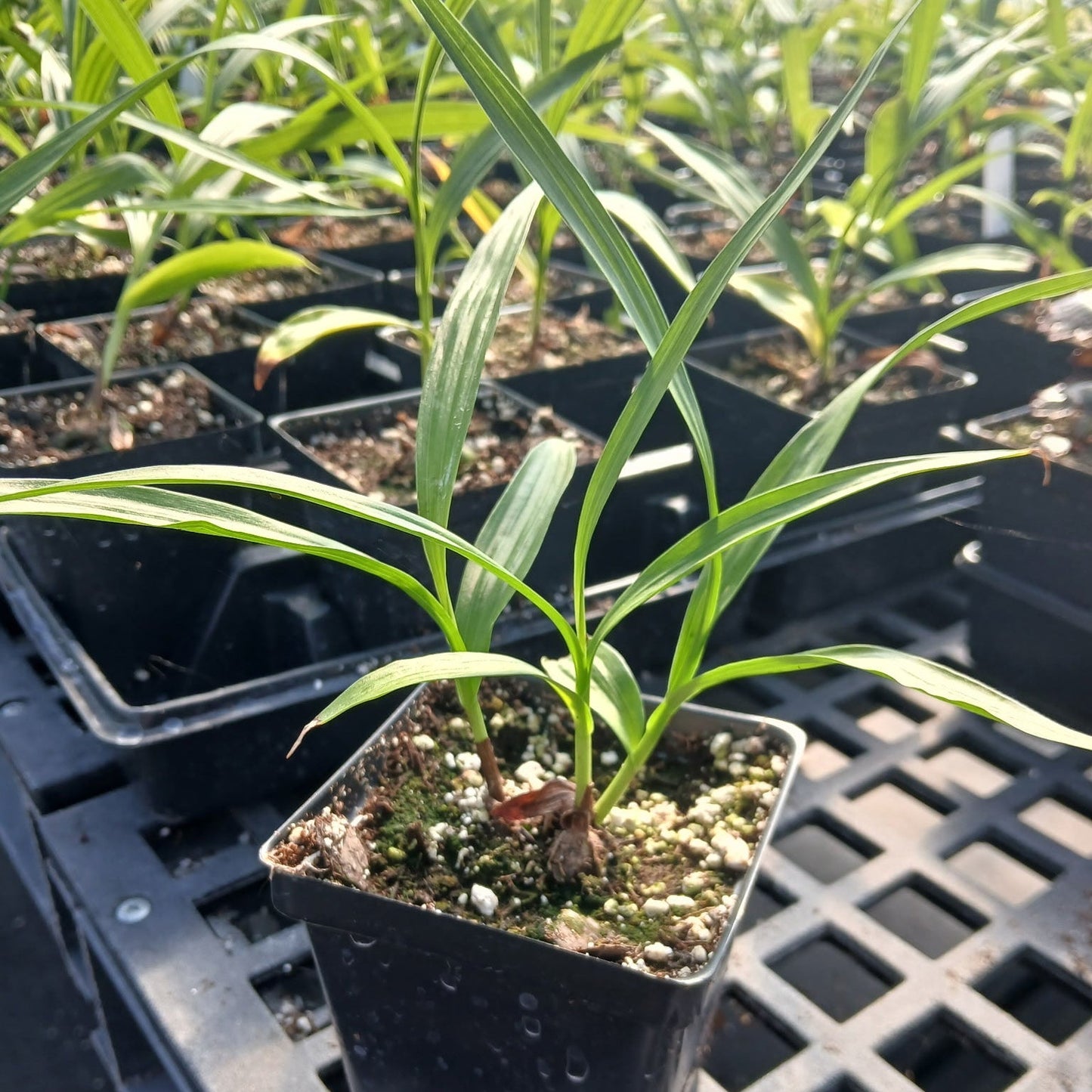 Bletilla striata Alba 3.25"