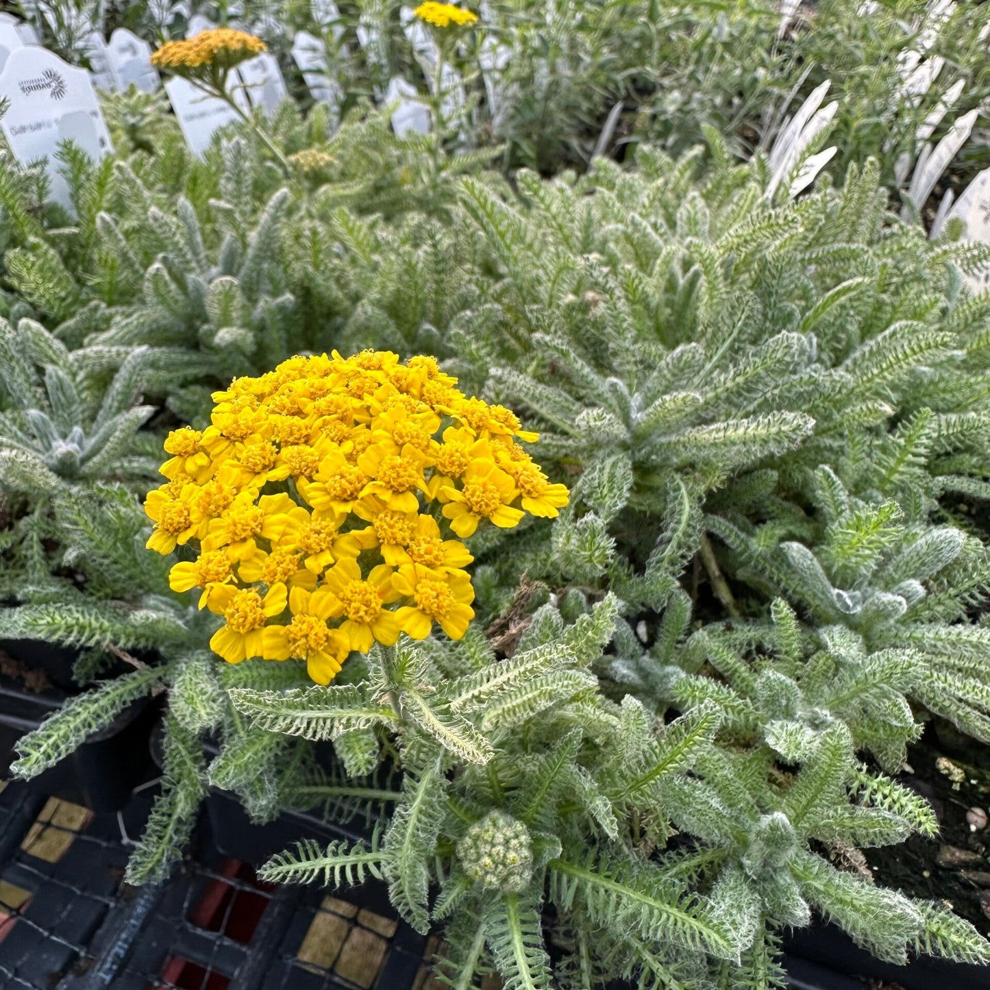 Achillea tomentosa 3.25"