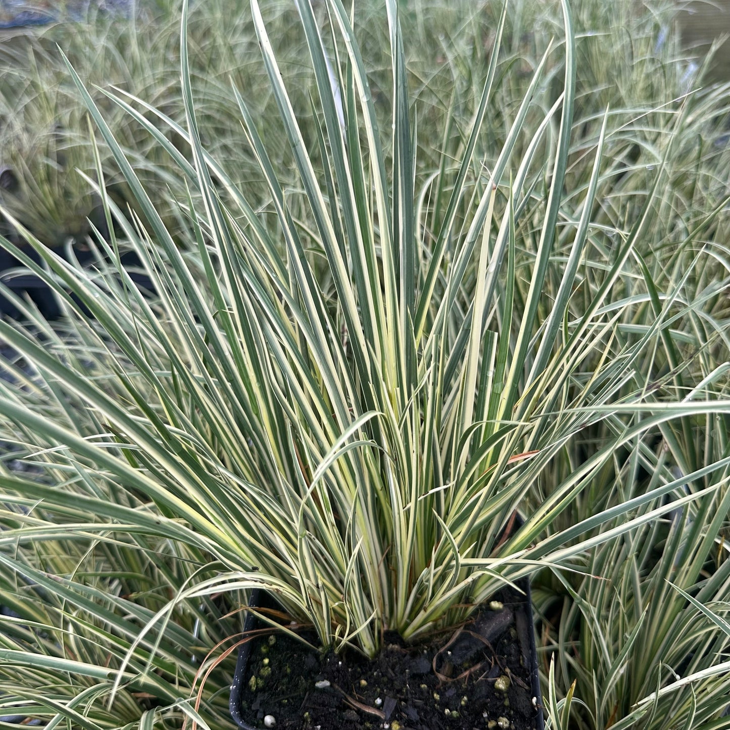 Acorus gramineus Variegatus 1Q