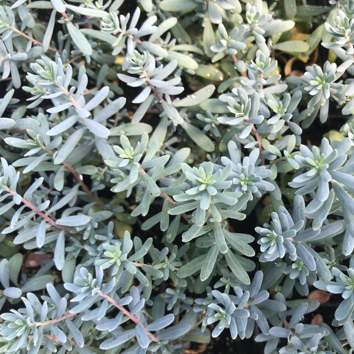 Aethionema grandiflorum 3.25"