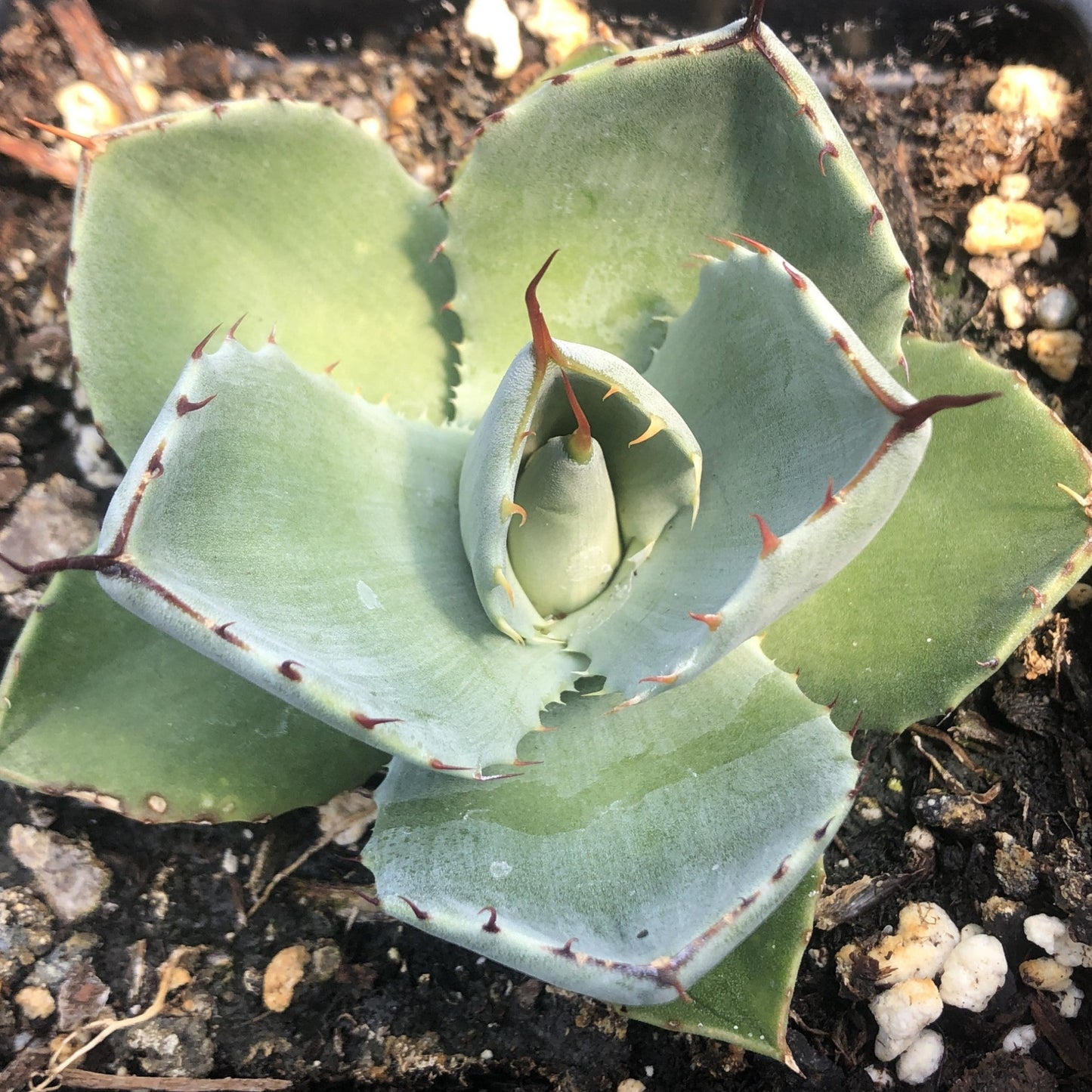 Agave parryi ssp. truncata 3.25"