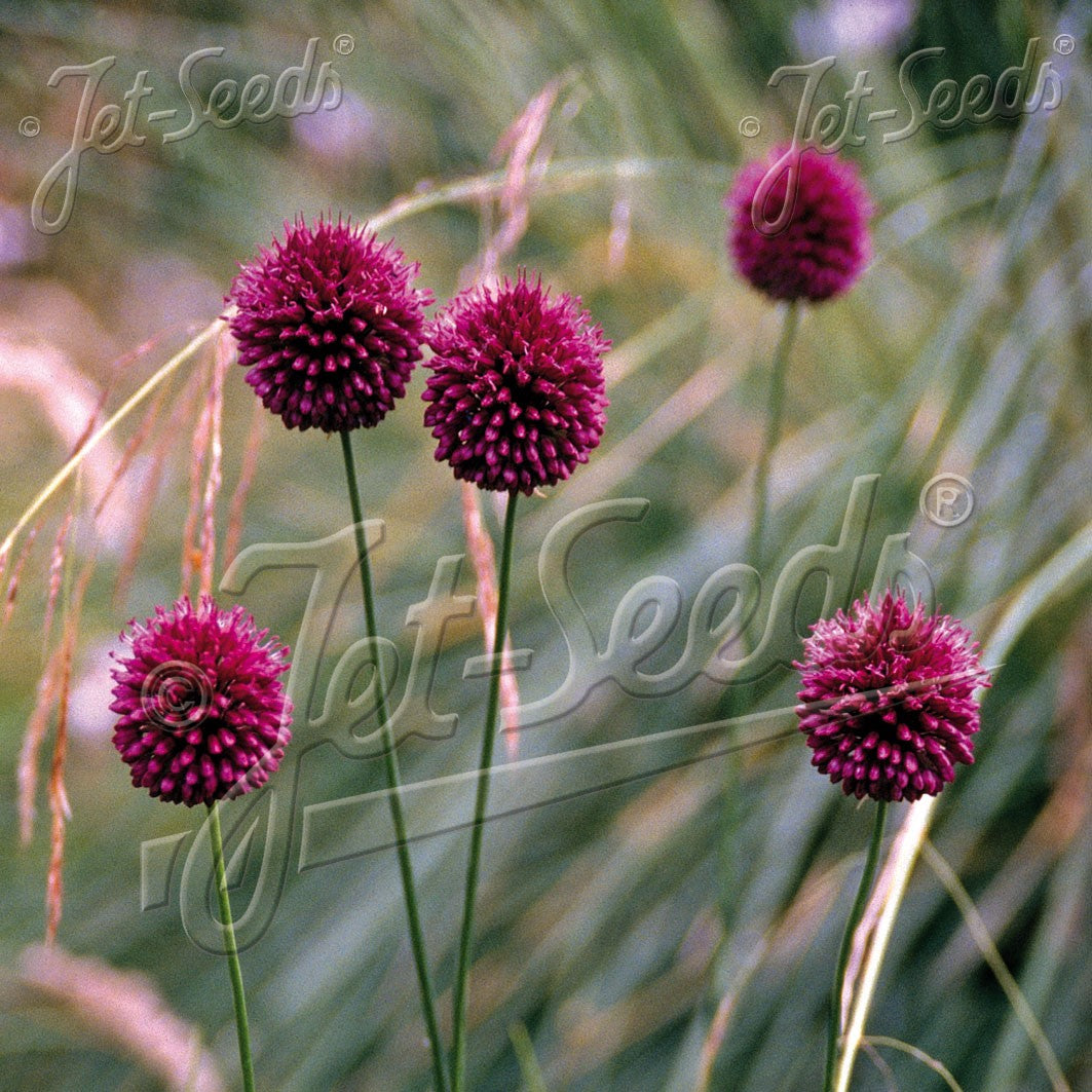 Allium sphaerocephalon 1G