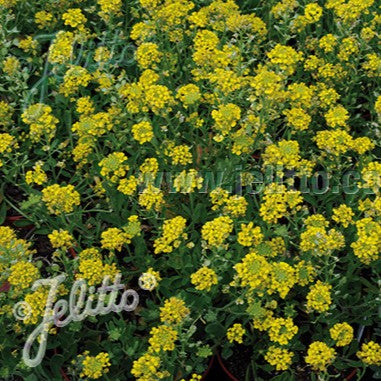 Alyssum montanum 'Luna' (Madwort) 1Q