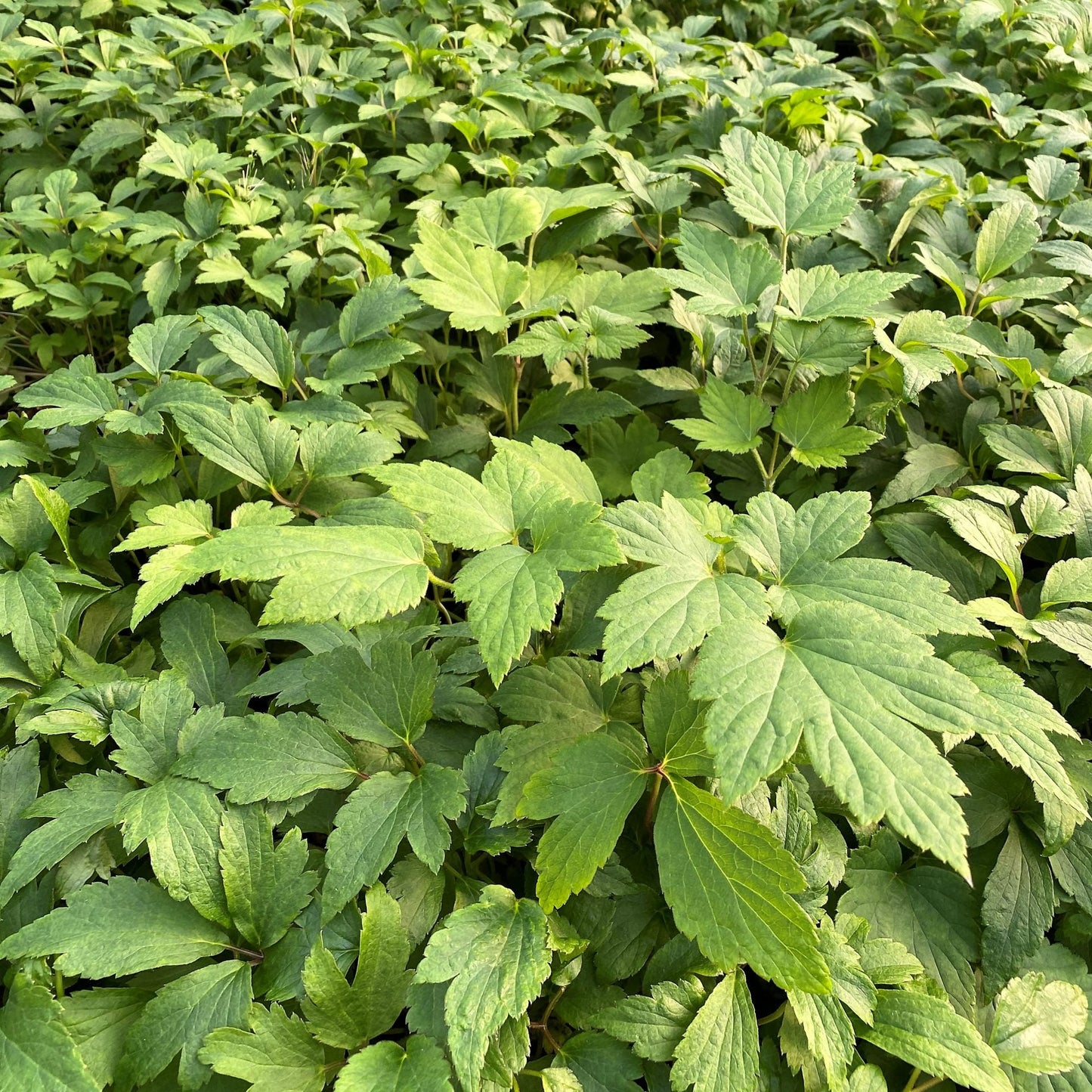 Anemone Fantasy Red Riding Hood 1G