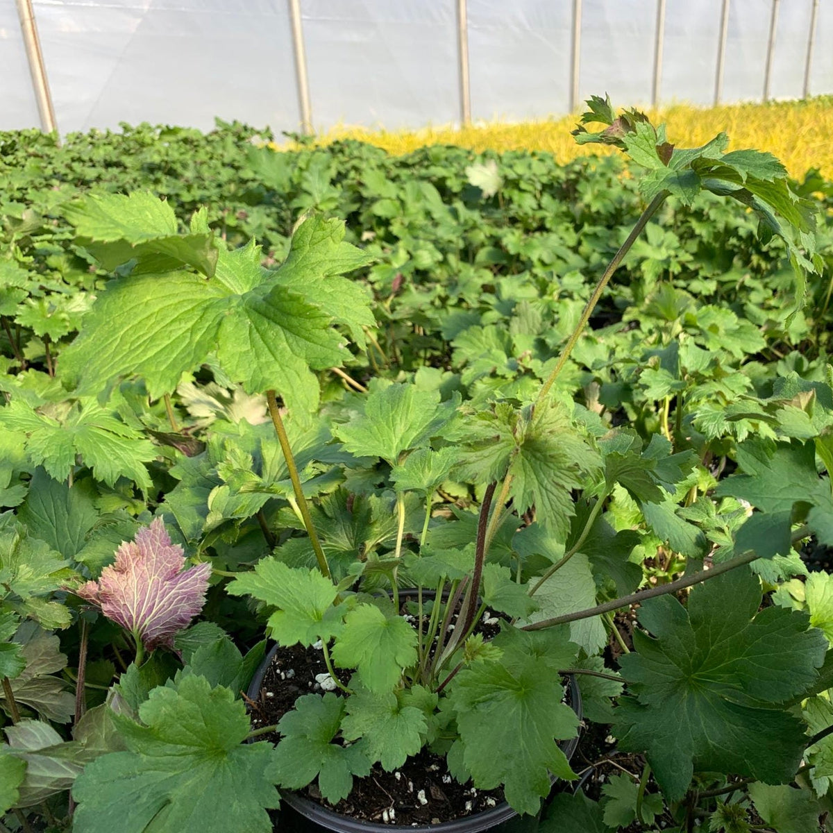 Anemone x Frilly Knickers 1G