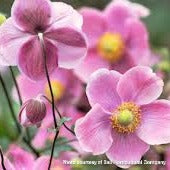 Anemone sp. September Charm 1G