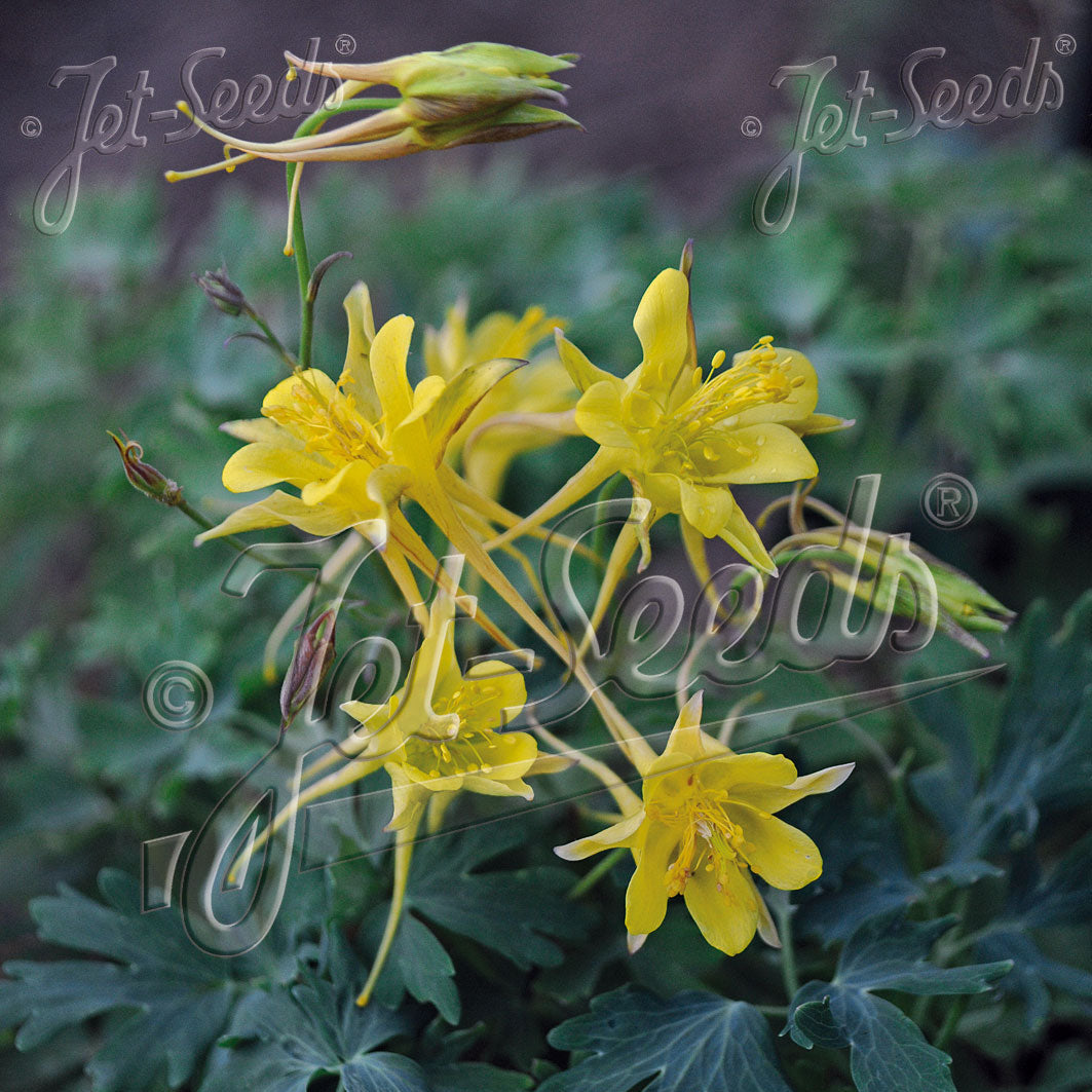 Aquilegia chrysantha Denver Gold 1Q