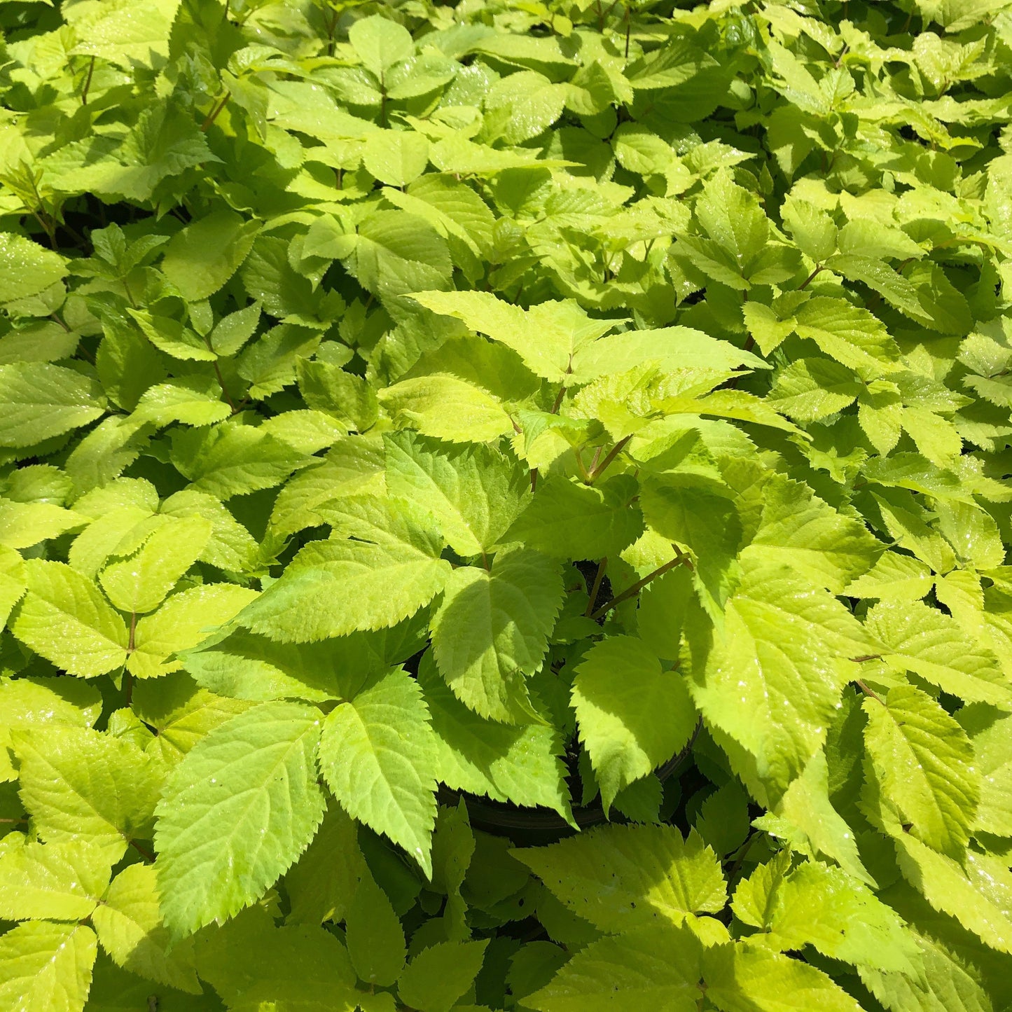 Aralia cordata Sun King 1Q