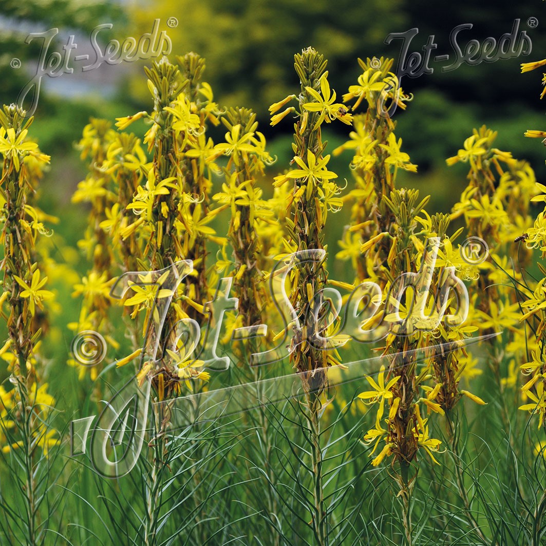 Asphodeline lutea Yellow Candle 3.25"