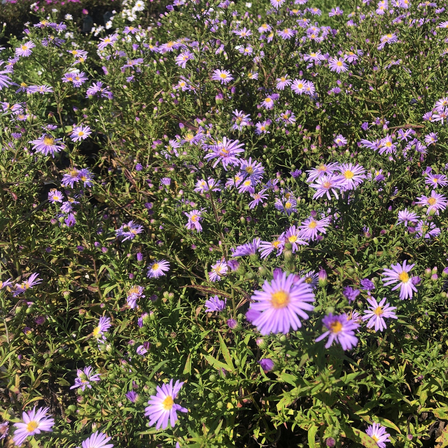 Aster novi-belgii Rosenwichtel 1G
