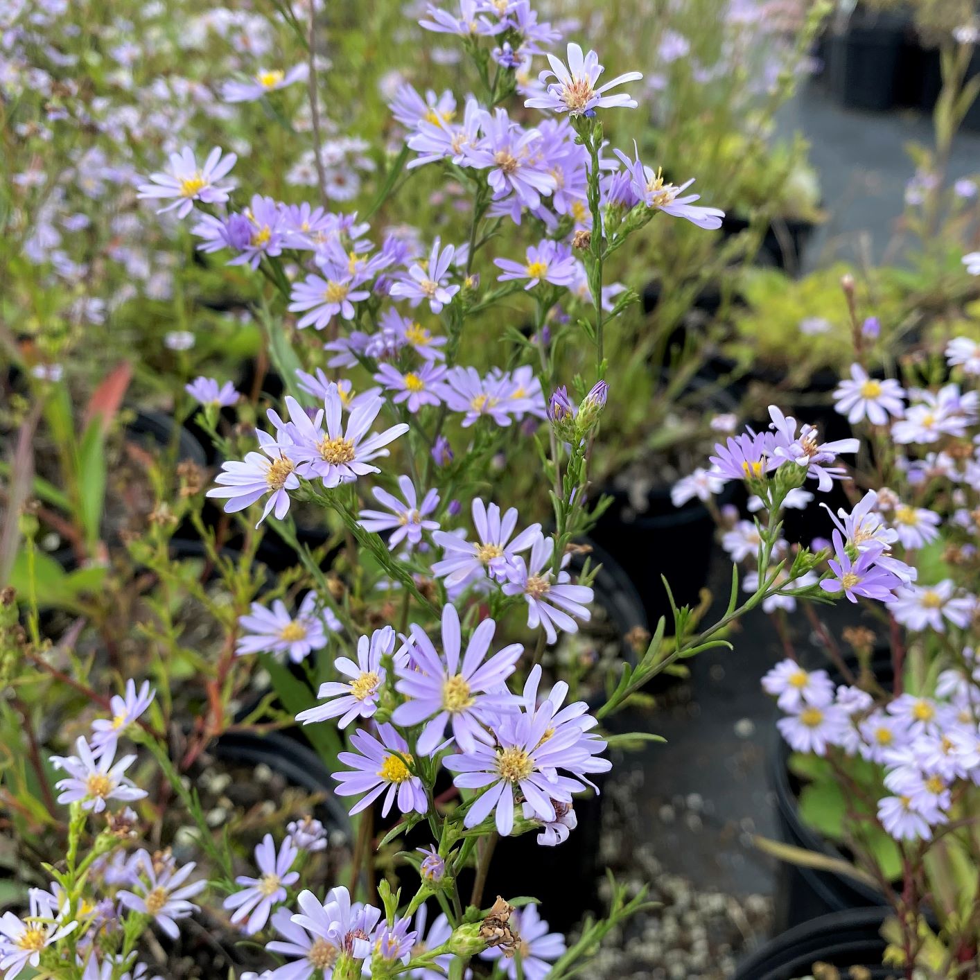 Aster azureus 1Q