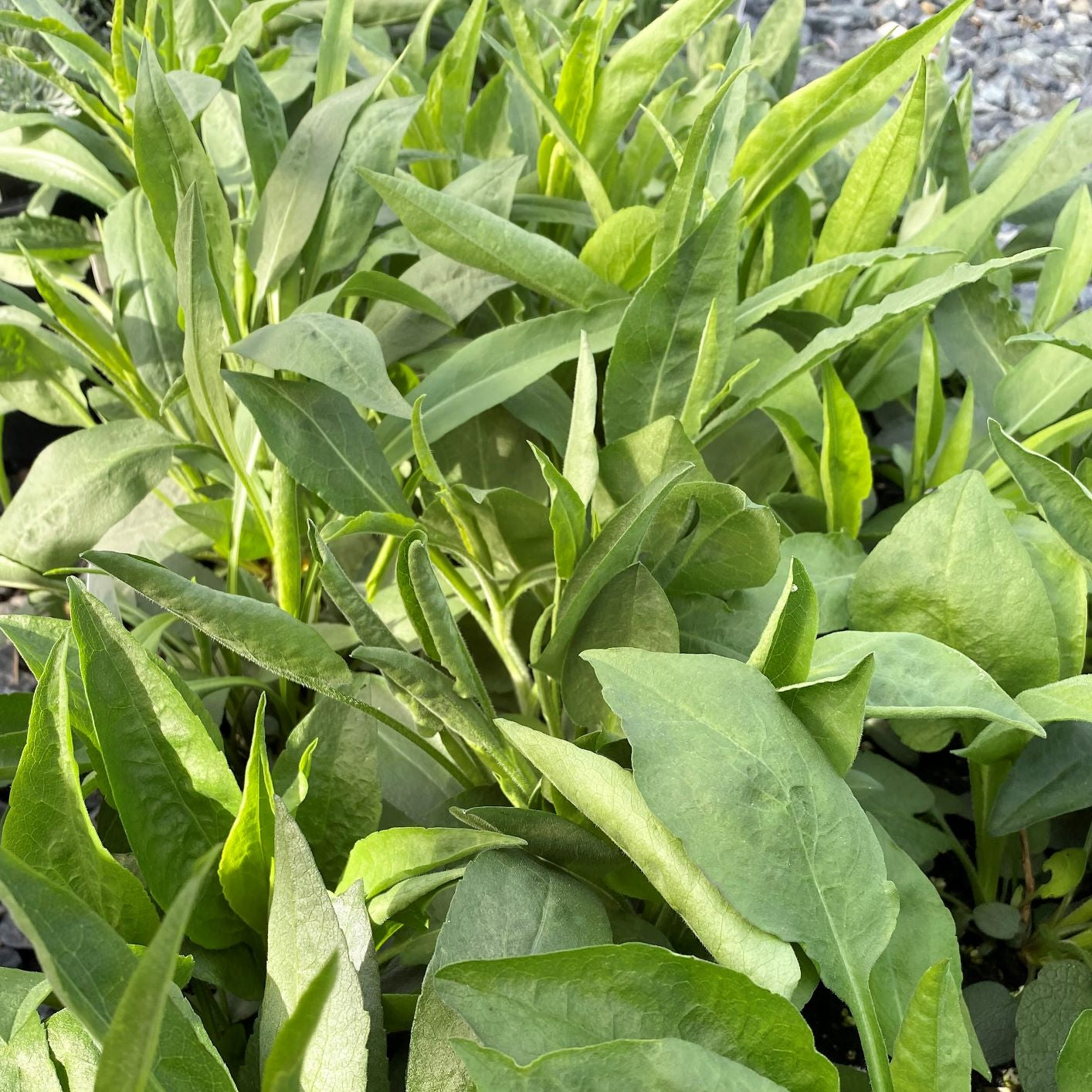 Aster azureus 1Q