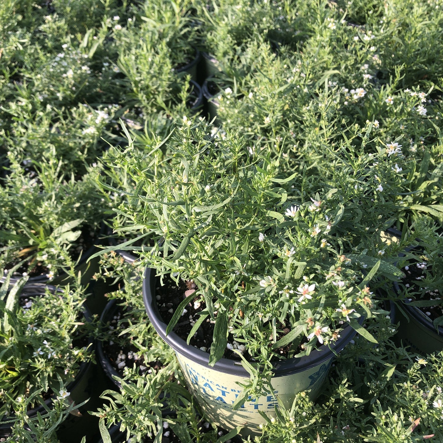 Aster ericoides 1Q