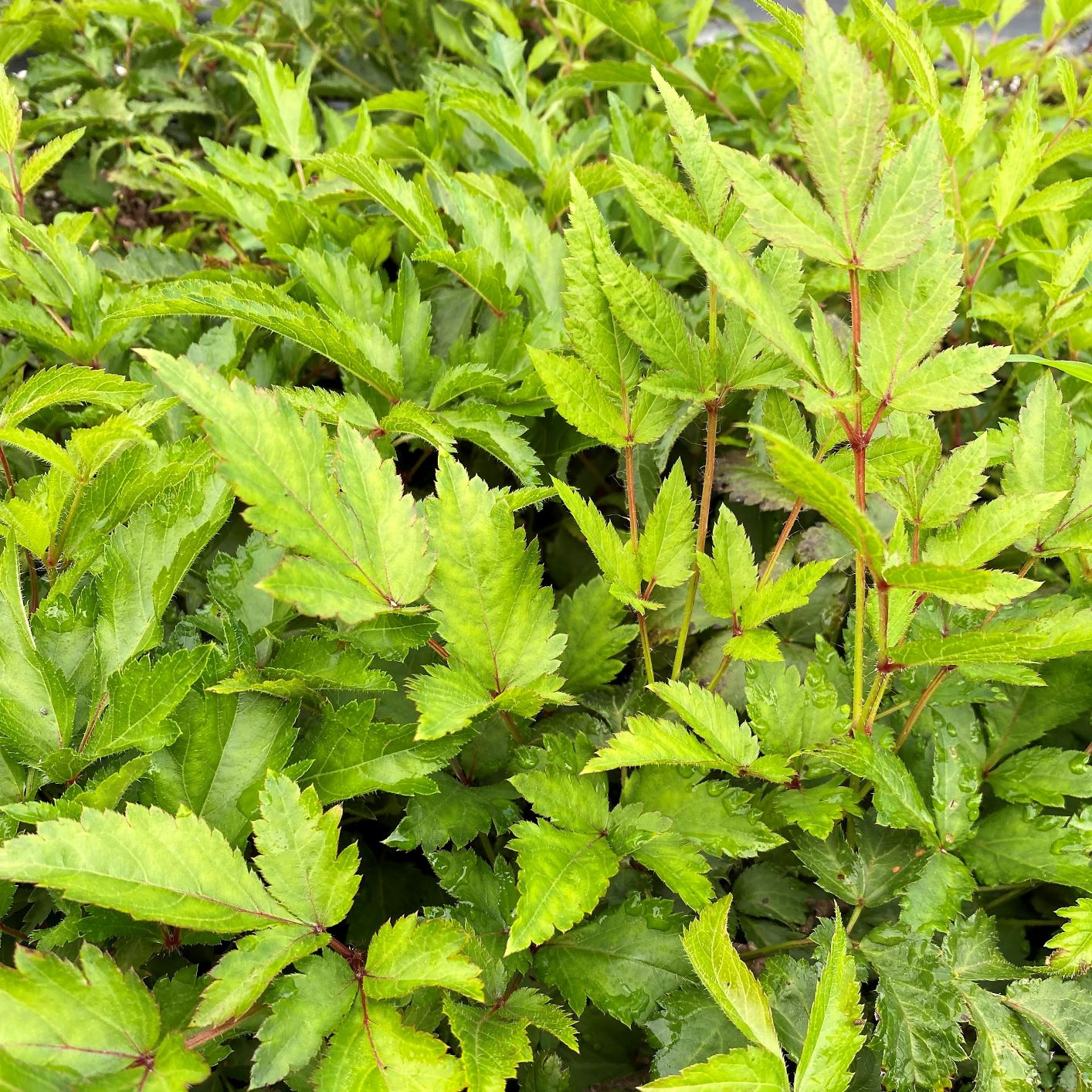 Astilbe x japonica Deutschland 1G