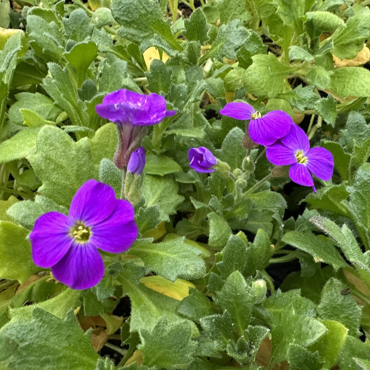 Aubrieta x Purple Cascade 3.25"