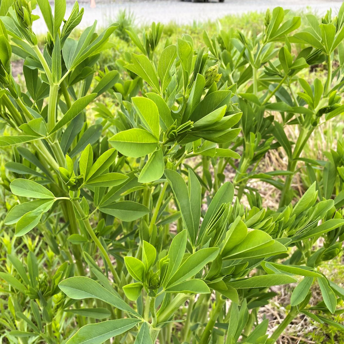 Baptisia australis 3.25"