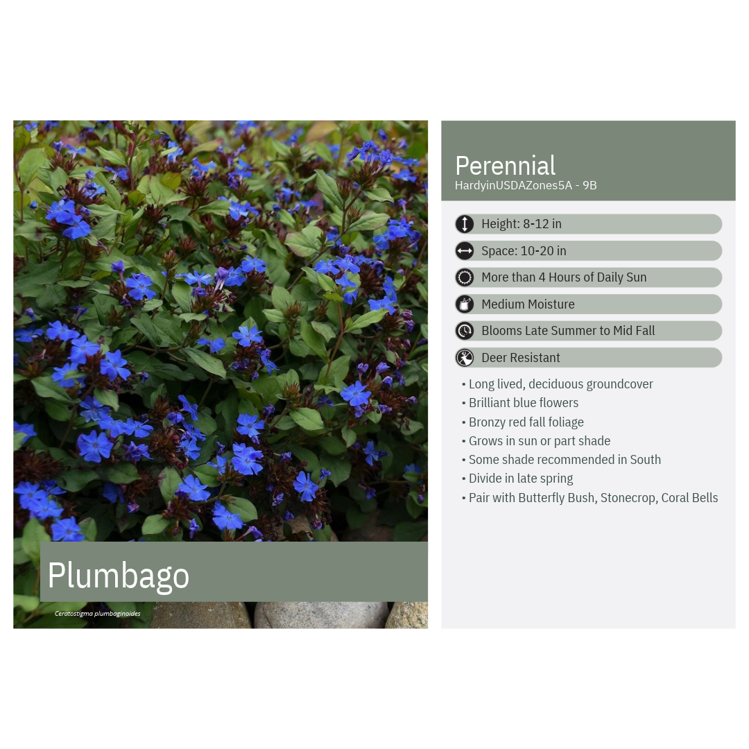 Ceratostigma plumbaginoides 1G