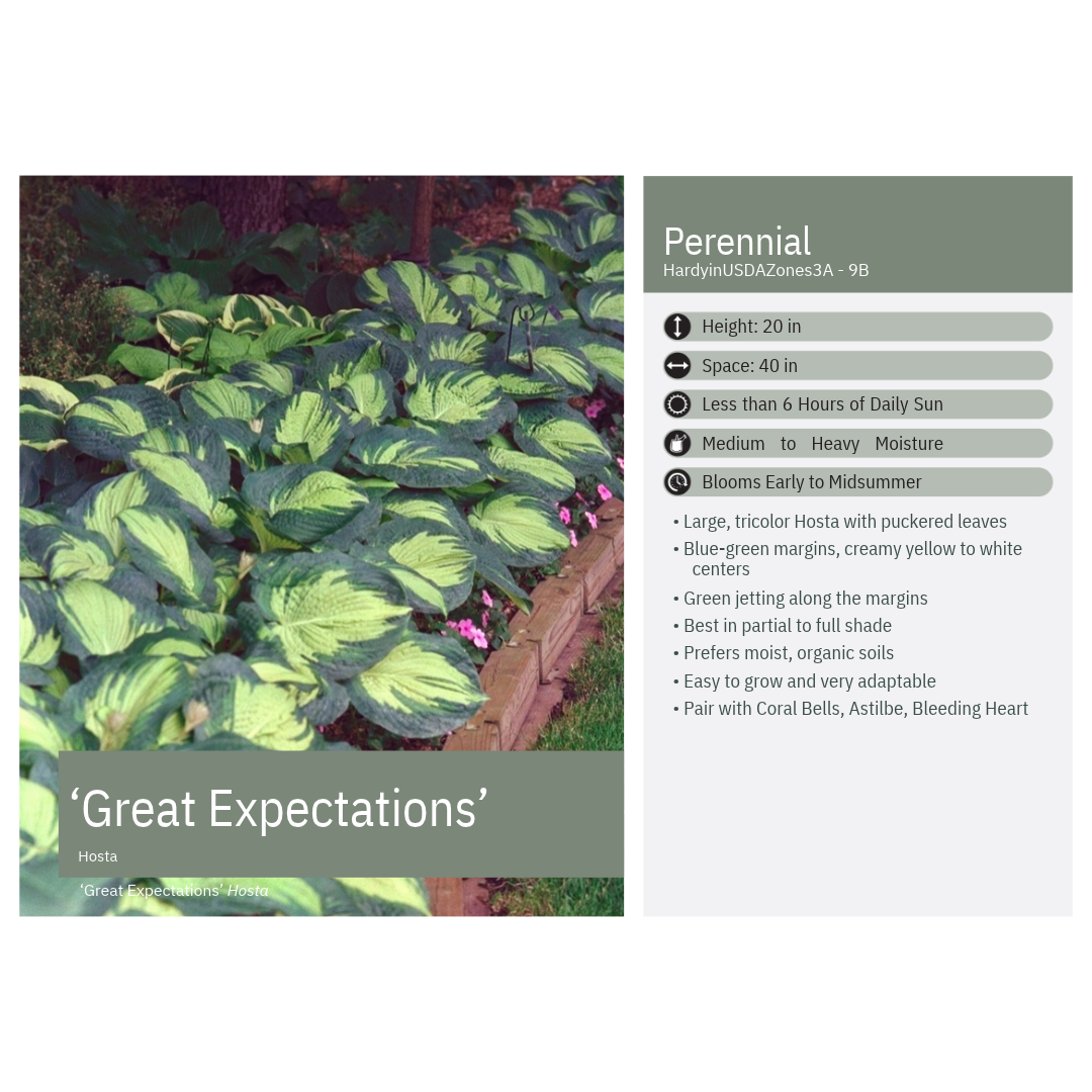 Hosta x Great Expectations 1G
