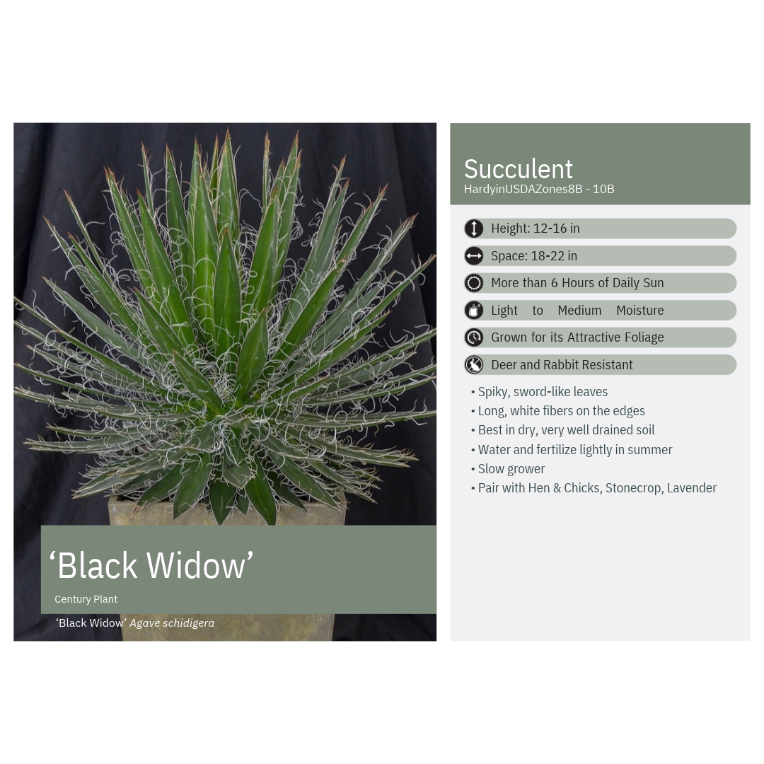 Agave schidigera Black Widow 3.25"