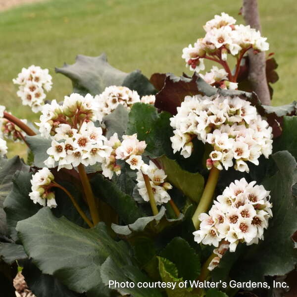 Bergenia x Happily Ever After 1Q