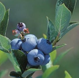 Vaccinium Polaris 1G