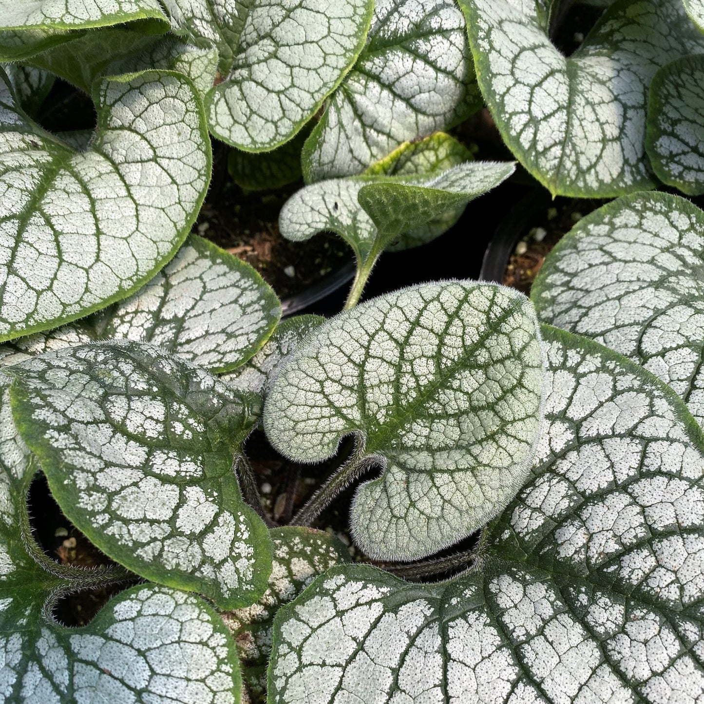 Brunnera macrophylla Sea Heart 1Q