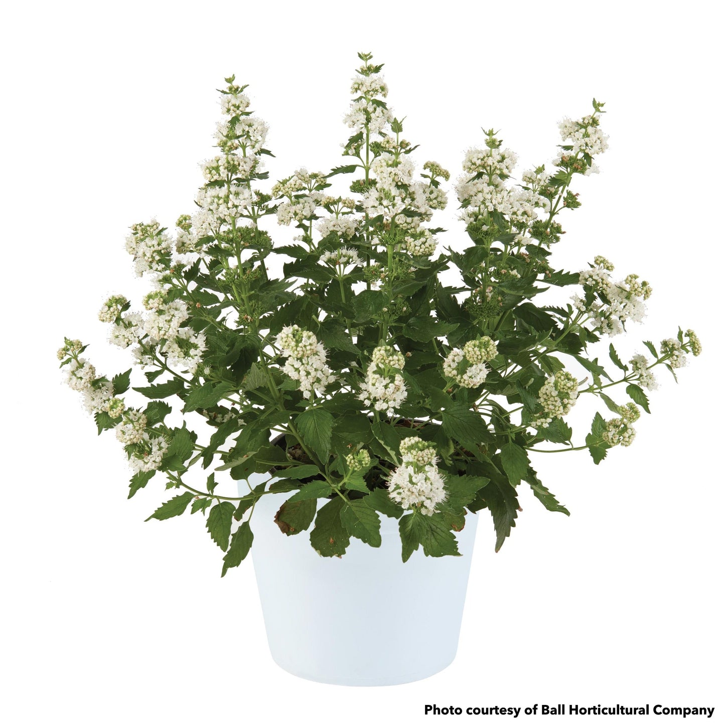 Caryopteris incana Pavillion White 1Q