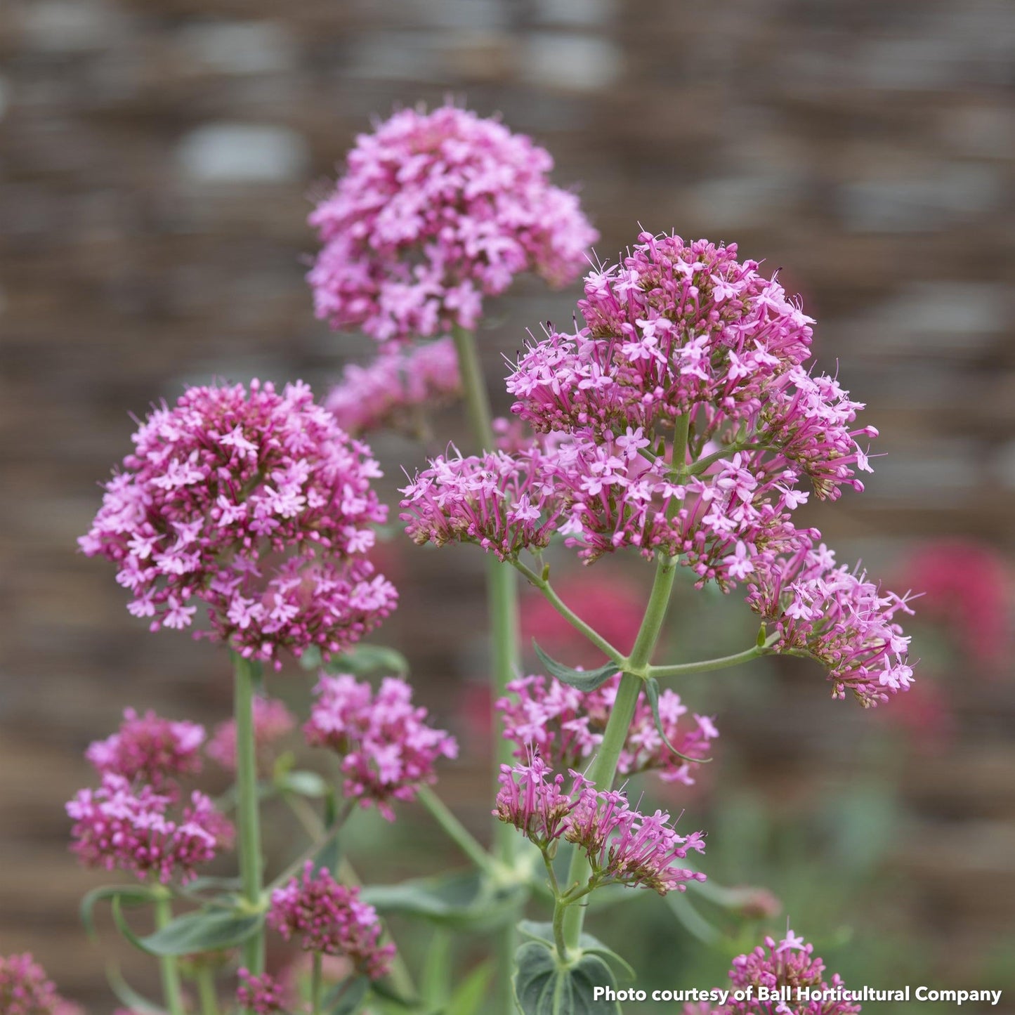 Centranthus ruber Pretty Betsy 1Q