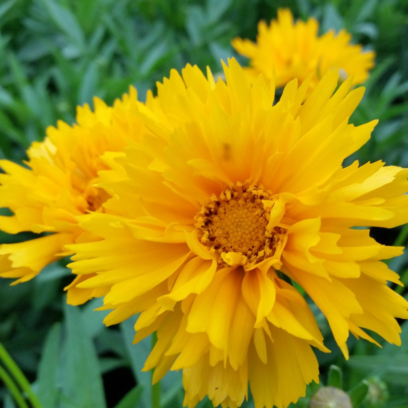 Coreopsis grandiflora Early Sunrise 1Q