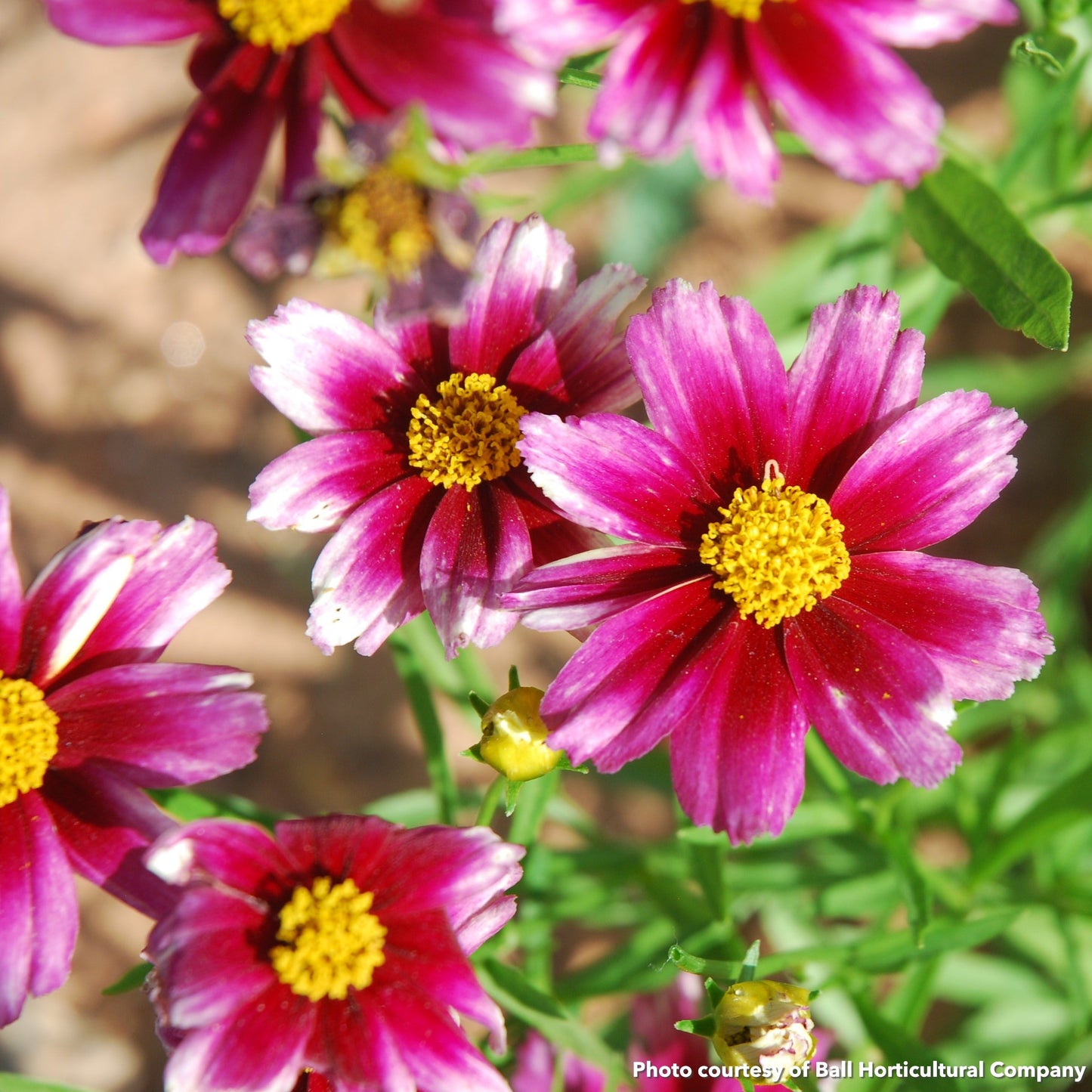 Coreopsis x Starstruck 1Q