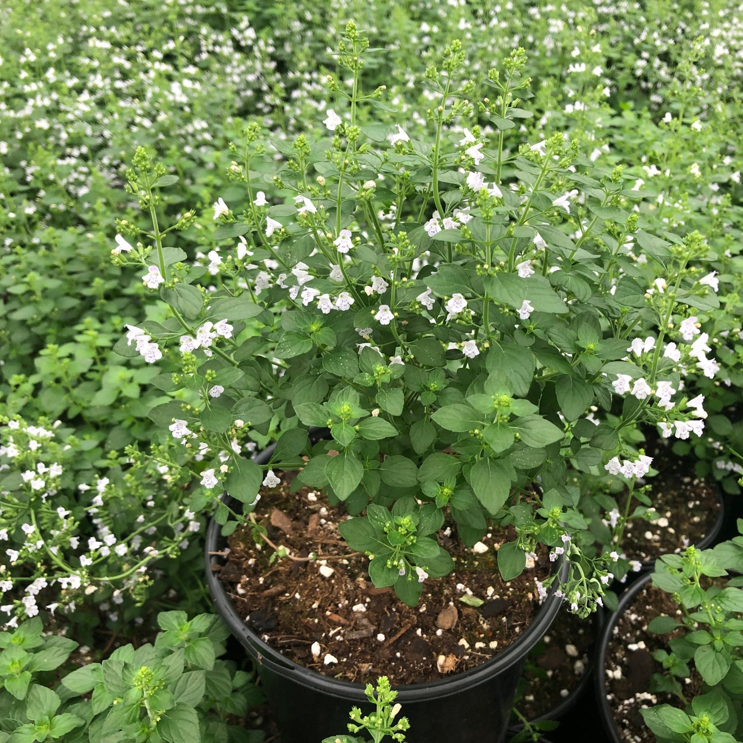 Calamintha nepeta ssp nepeta 1G