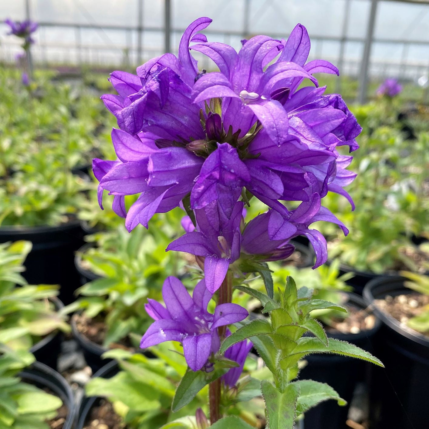 Campanula glomerata Superba 1Q