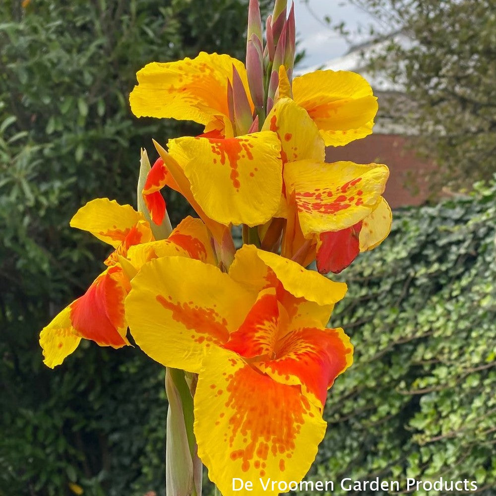 Canna x Taroudant 1G