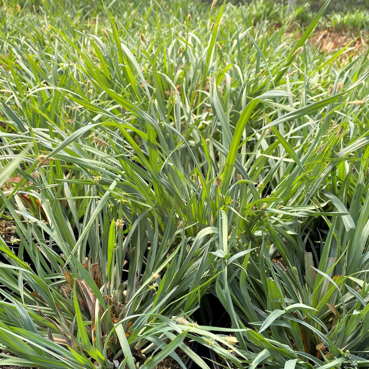 Carex laxiculmis Hobb Bunny Blue 1Q