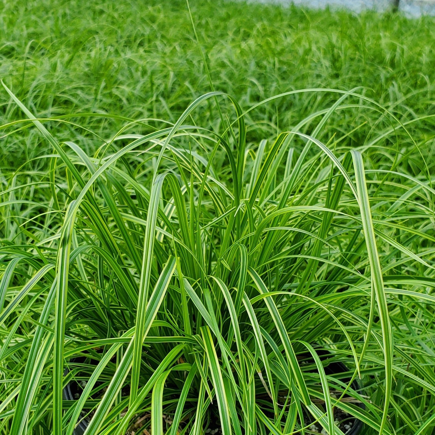 Carex dolichostachya Gold Fountains 1G