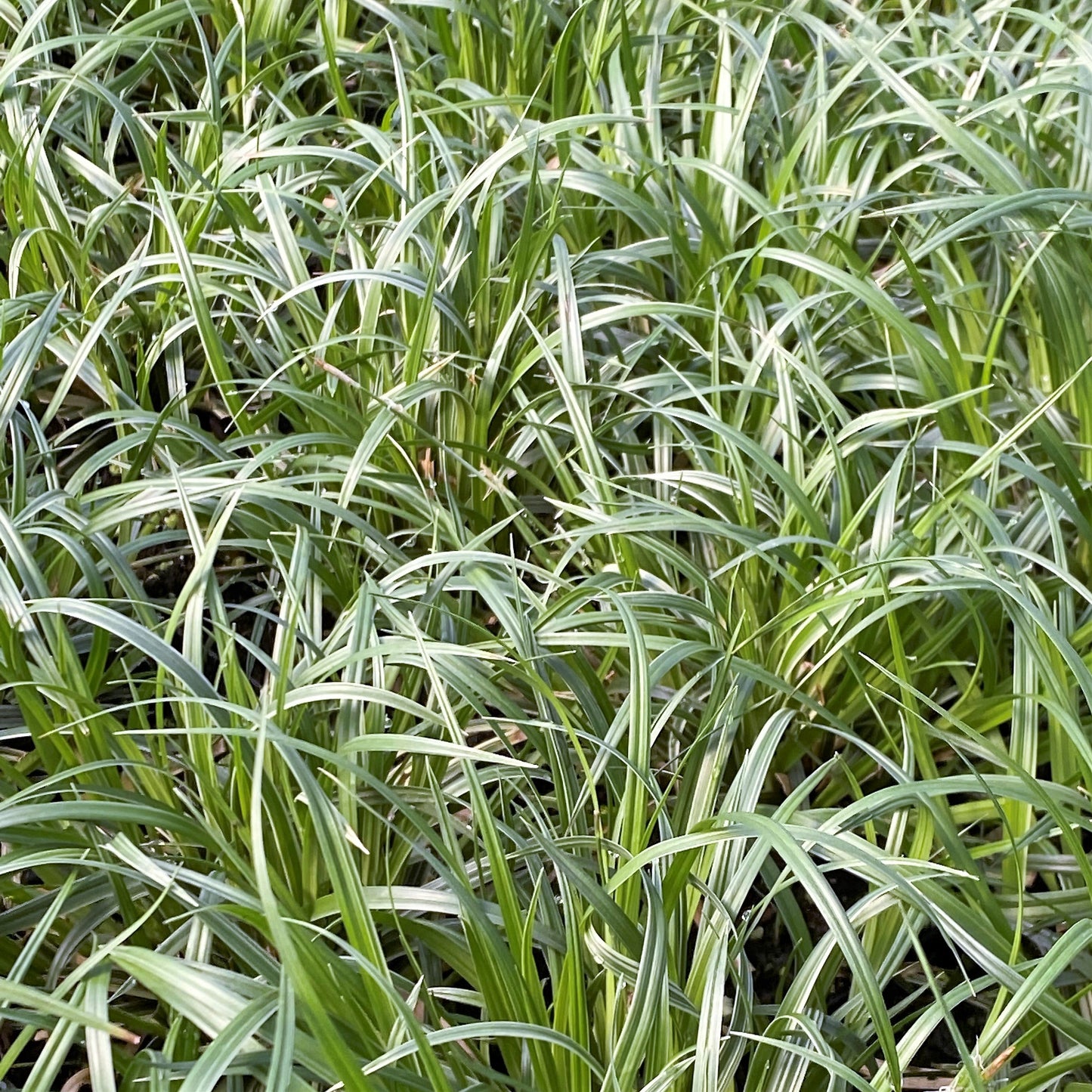 Carex morrowii Silver Sceptre 1G
