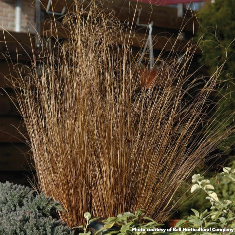 Carex buchananii Red Rooster 3.25"