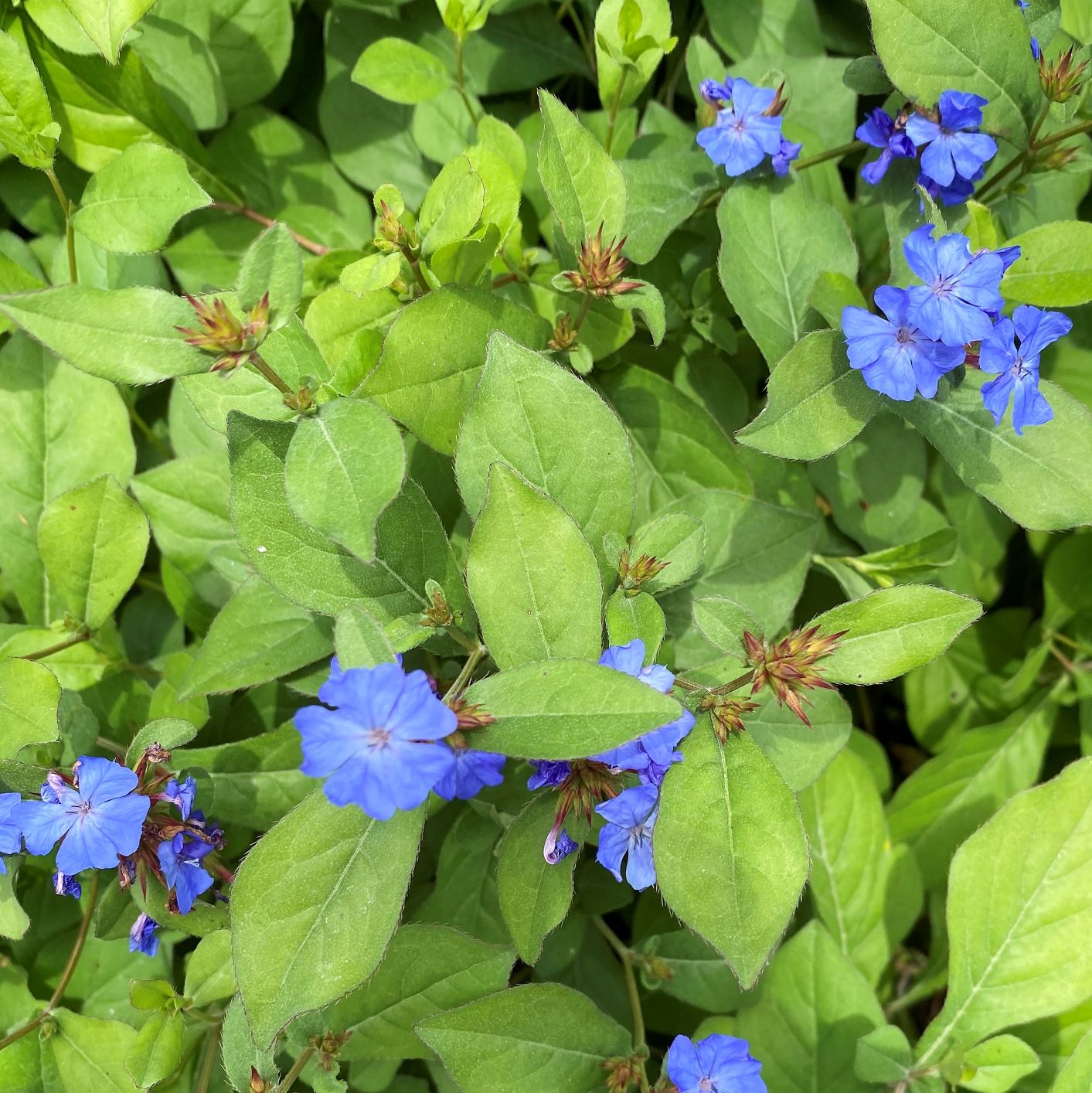 Ceratostigma plumbaginoides 1G