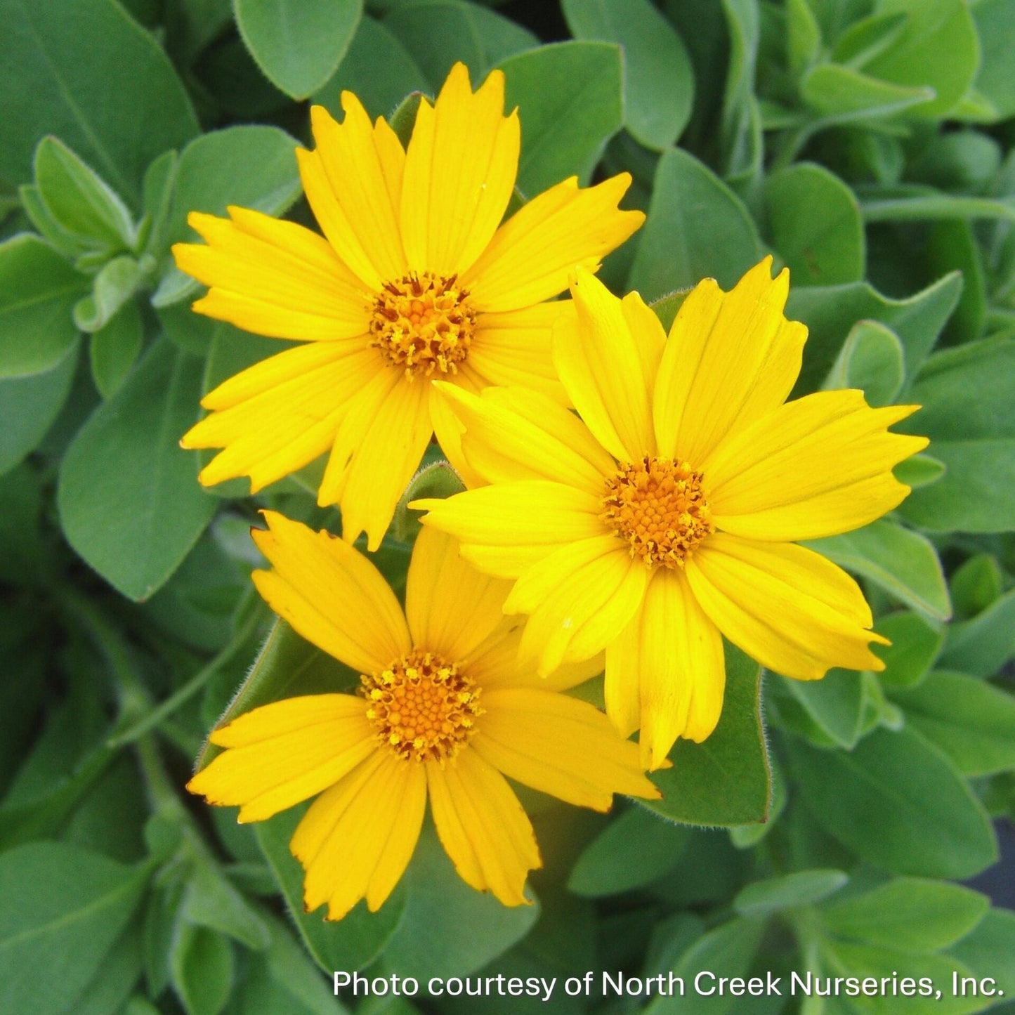 Coreopsis pubescens Sunshine Superman 1Q