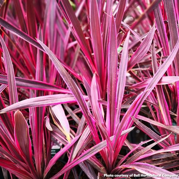 Cordyline Paso Doble 1G