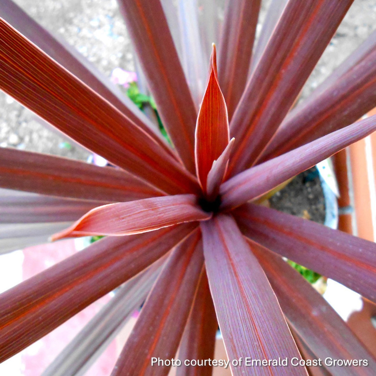 Cordyline australis Red Star 1G