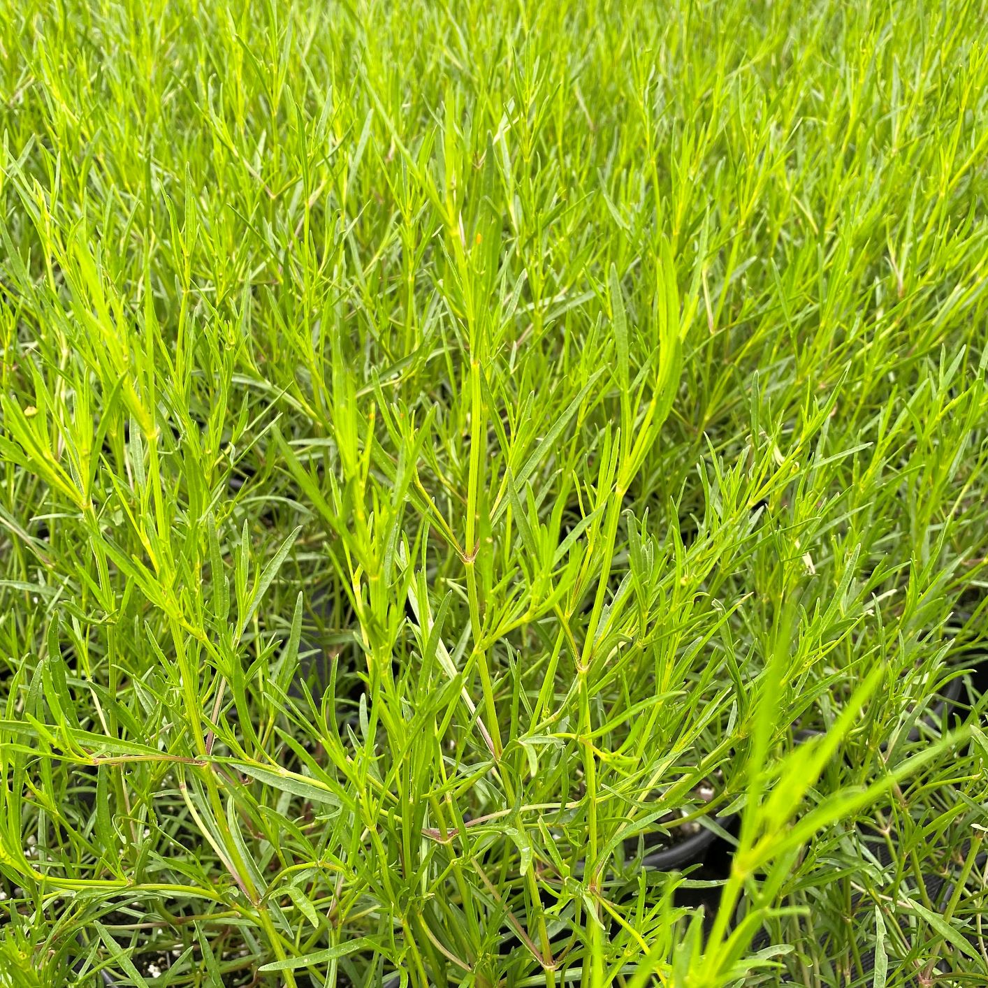 Coreopsis rosea American Dream 1G