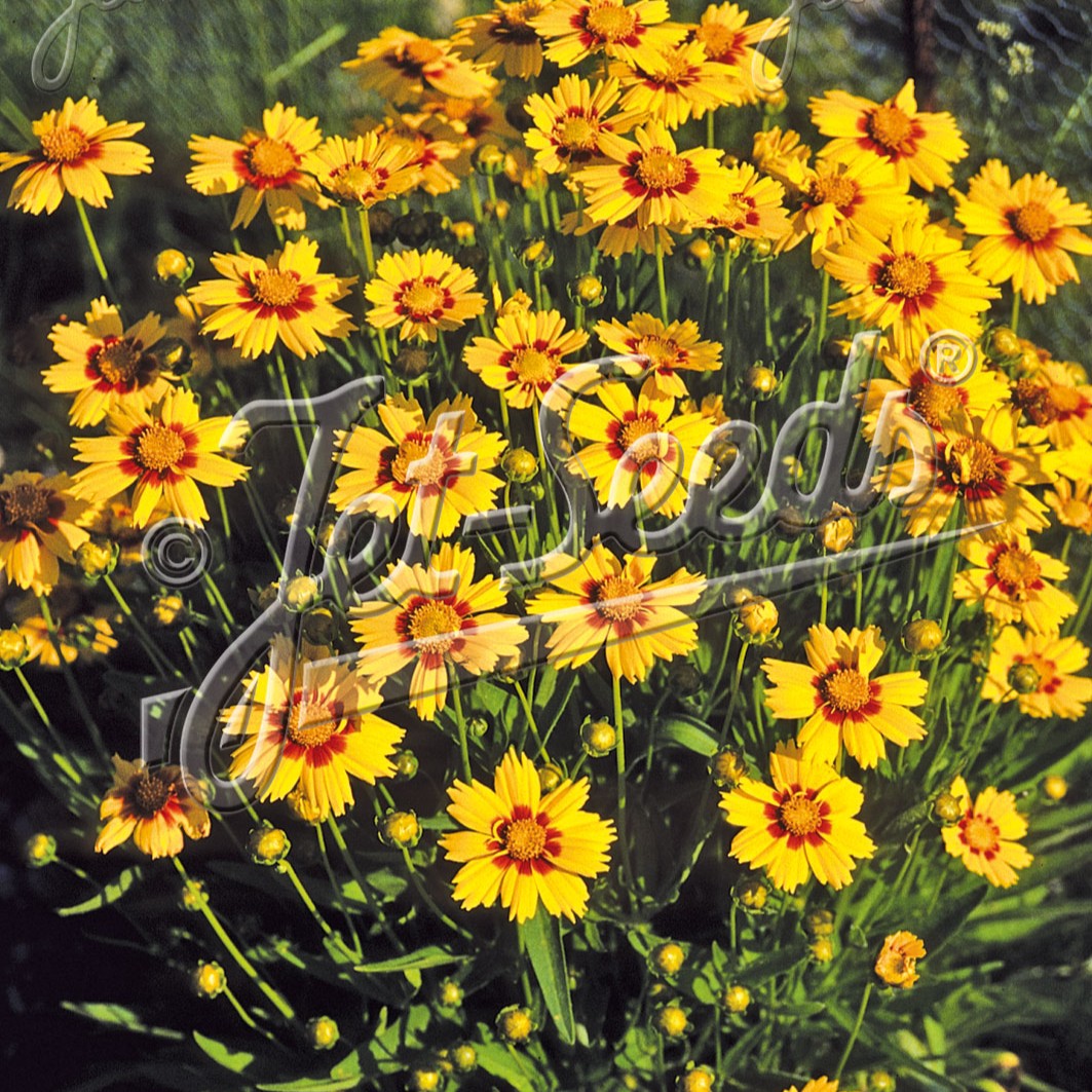 Coreopsis x Baby Sun 1G