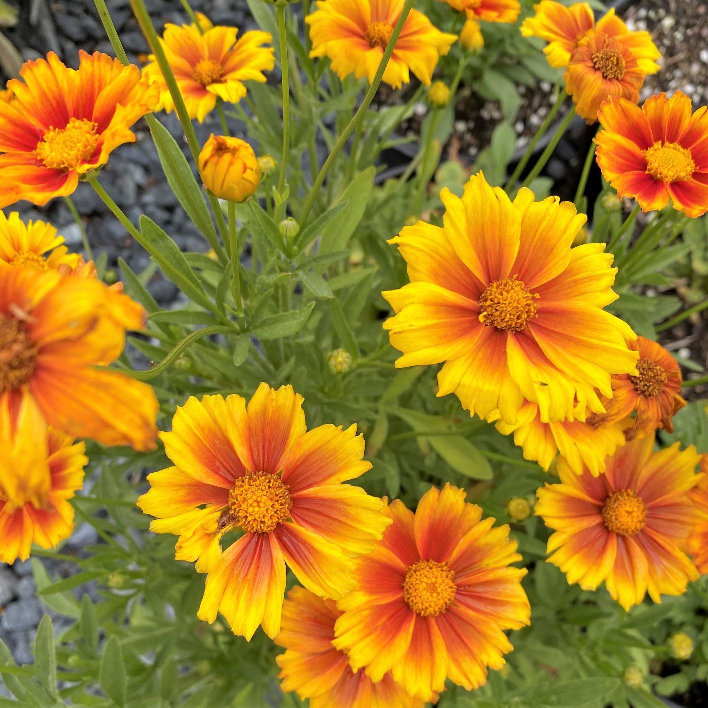 Coreopsis x Darling Clementine 1Q