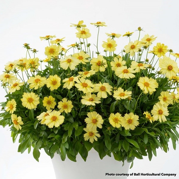 Coreopsis Solanna Glow 1G