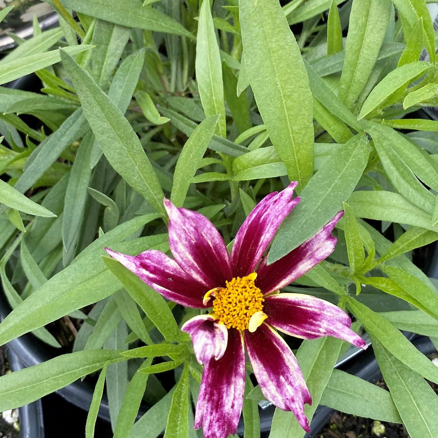 Coreopsis x Starlight 1Q