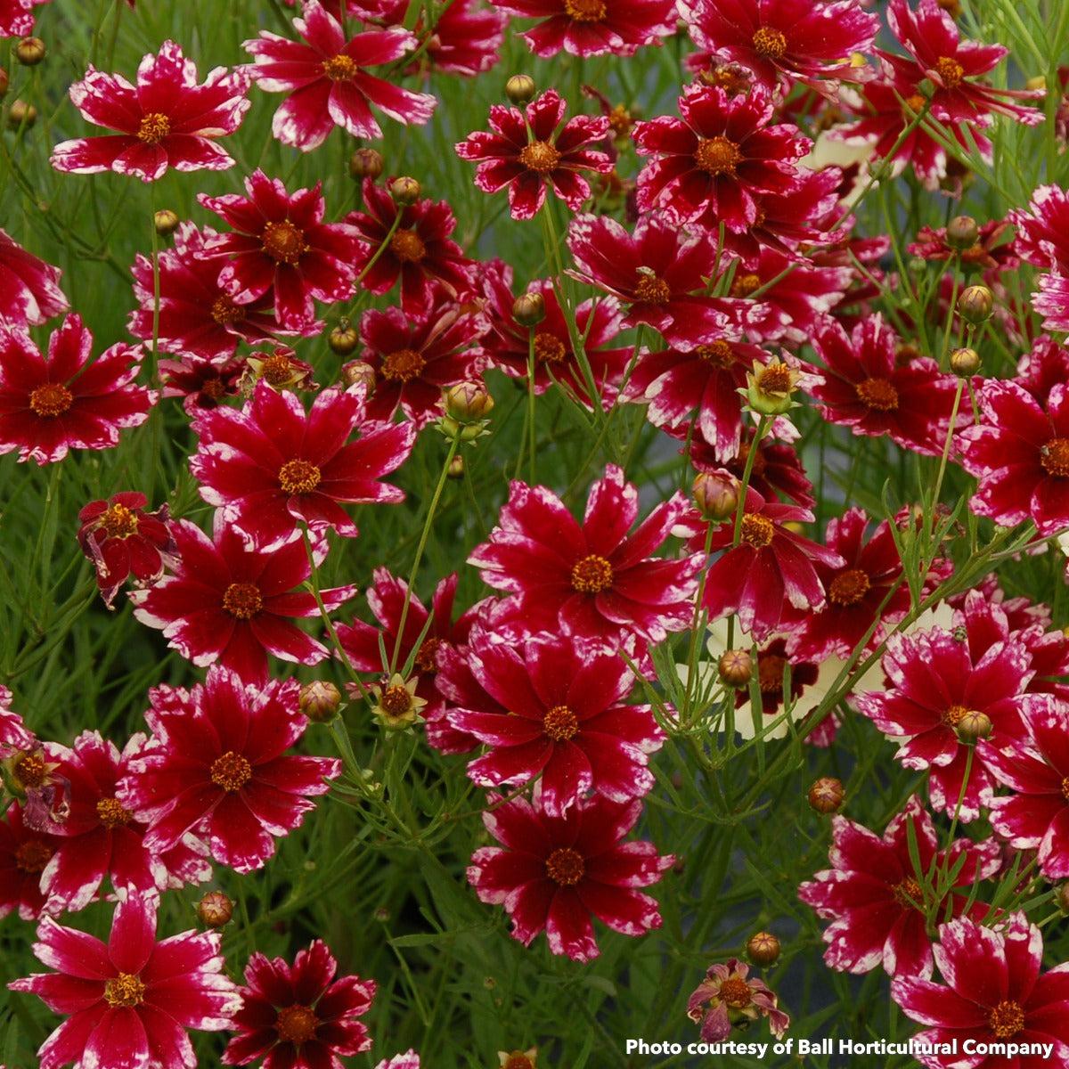 Coreopsis x Ruby Frost 1G