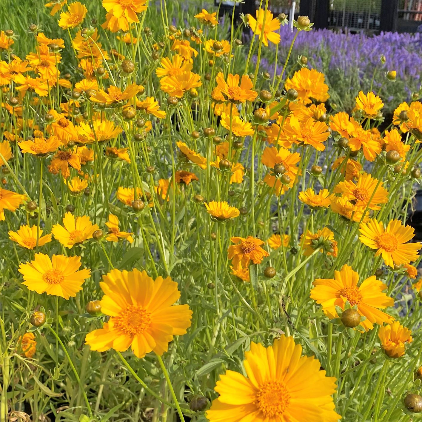 Coreopsis lanceolata 1G