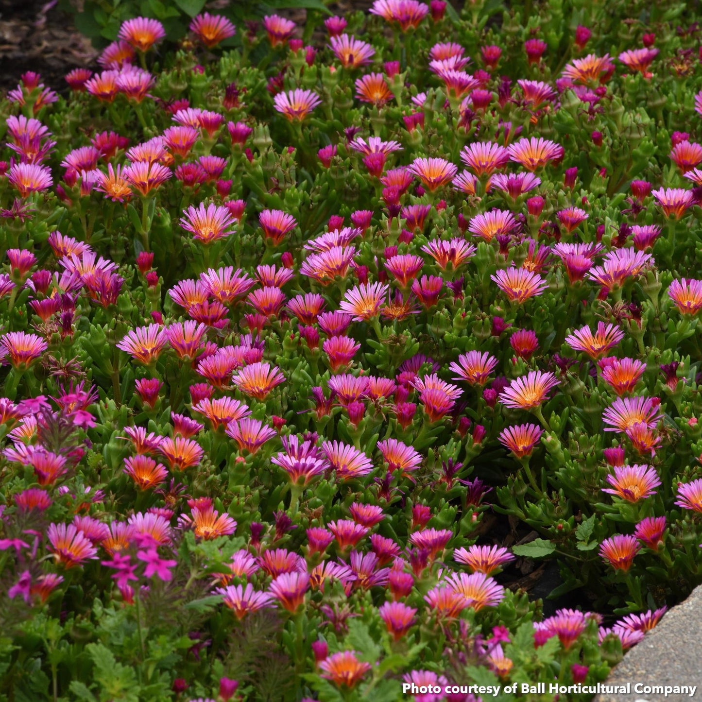 Delosperma Ocean Sunset Orange Glow 1G