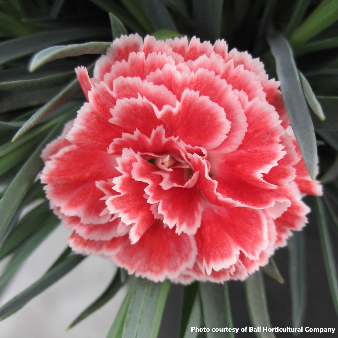 Dianthus x Coral Reef 1Q